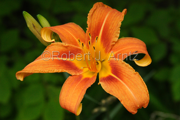 Wild Bright Orange Lily