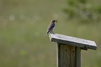 Female Eastern Bluebird near Nature Center Trail