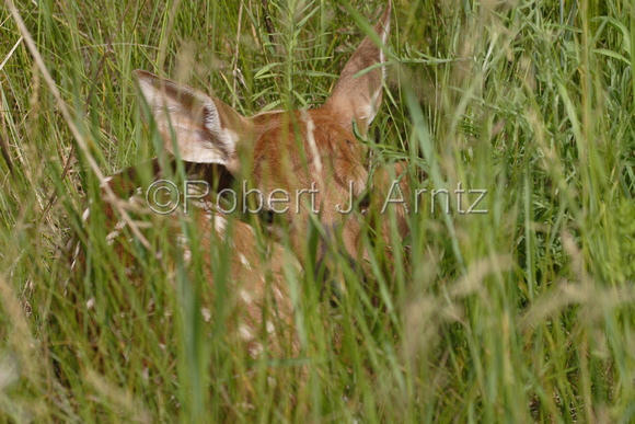 Resting Fawn along Nature Center Trail