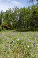 Meadow and Aspens near Nature Center