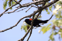 Male Red-Winged Blackbird in Oak Tree