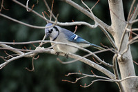 Blue Jay in Maple Tree