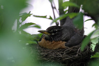 Female Robin on Nest