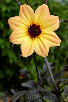 Mystic Illusion Dahlia