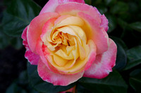 Colorful Rose