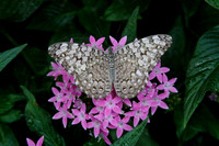 Neutral Color Butterfly