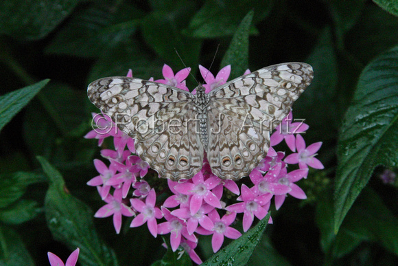 Neutral Color Butterfly