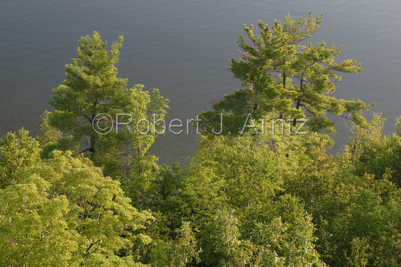 Trees and Water in Morning Light from Eagle Tower