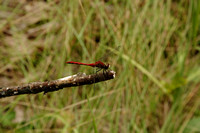 Dragonfly along Sentinel Trail