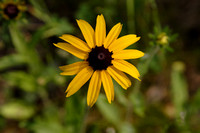 Black Eyed Susan