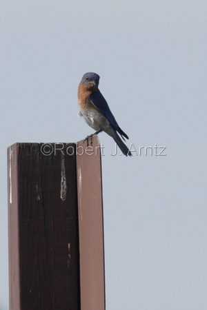 Post-Perching Male Eastern Bluebird