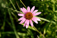 Purple Cone Flower