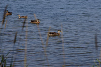 Ducks in Tennison Bay