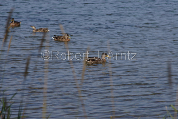 Ducks in Tennison Bay