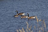 Canadian Geese Swimming in Pond