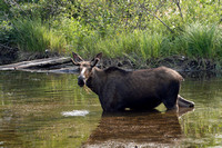 Curious Moose