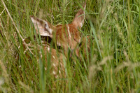 Resting Fawn along Nature Center Trail