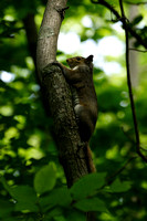 Squirrel Climbing Higher