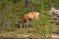 Grazing Mule Deer along the Taggart Lake Trail