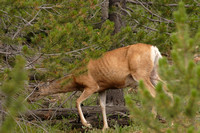 Mule Deer along Taggart Lake Trail