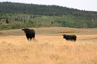 Cattle and Prairie