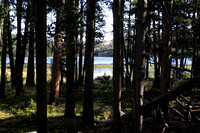 Fiddlers Lake Through Pines