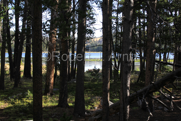 Fiddlers Lake Through Pines