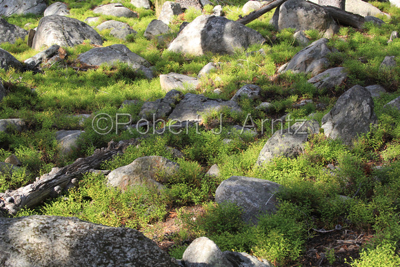 Boulders and Whortleberry Shrubs