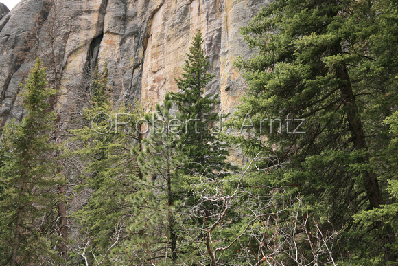 Pines and Granite Face