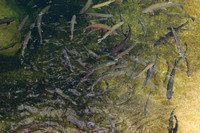 Numerous Trout in The Rise