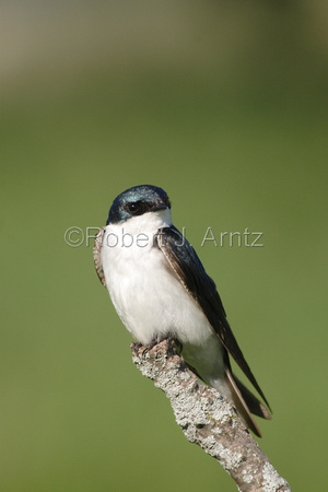 Tree Swallow Portrait 1
