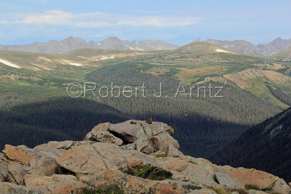 Marmots Viewing the Continental Divide