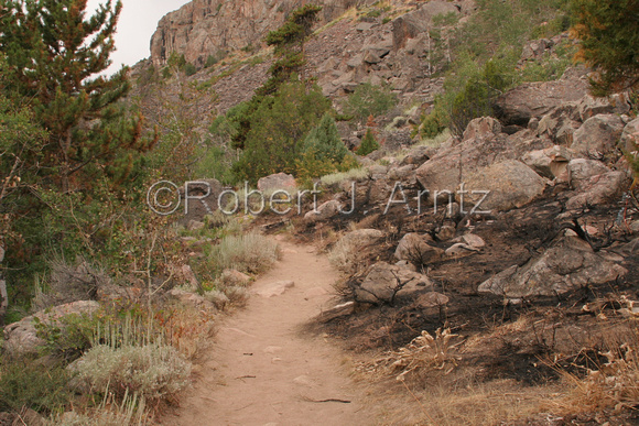Trail Between Living and Burned Areas