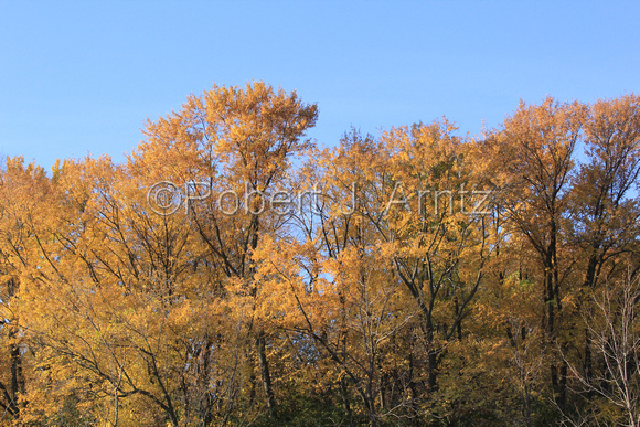 Blue Sky and Yellow Leaves