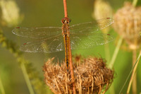 Resting Dragonfly