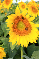 Two Bees on Sunflower