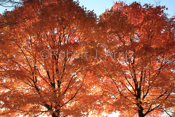 Backlight Color of Maples