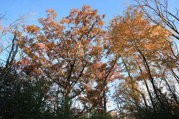 Leaves Above
