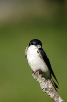 Tree Swallow Portrait 2