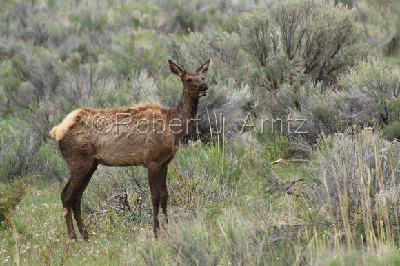 Concerned Elk