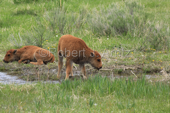 Buffalo Calves at Creek