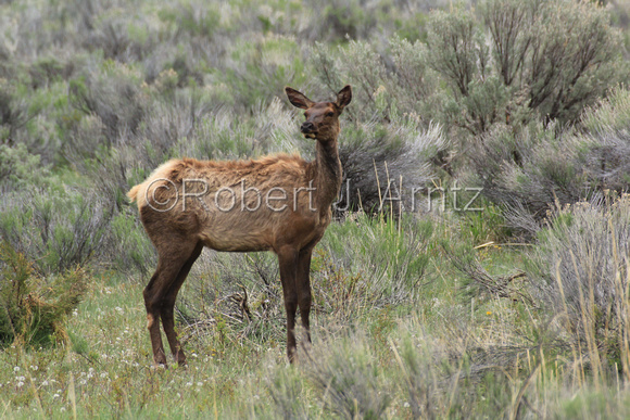 Curious Elk