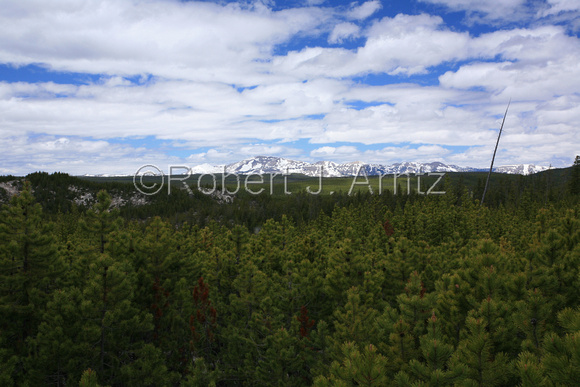 Tree Tops and Distant Mountain Range
