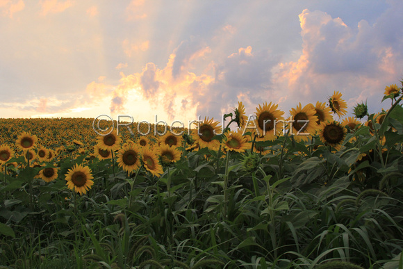 Illuminated Clouds and Sunflowers