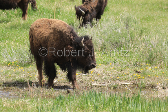 Buffalo Pasture