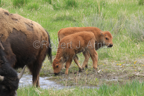 Reversed Buffalo Calves