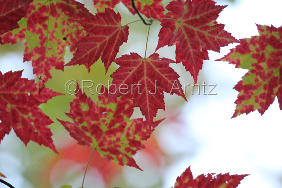 Red and Green Maple Leaves