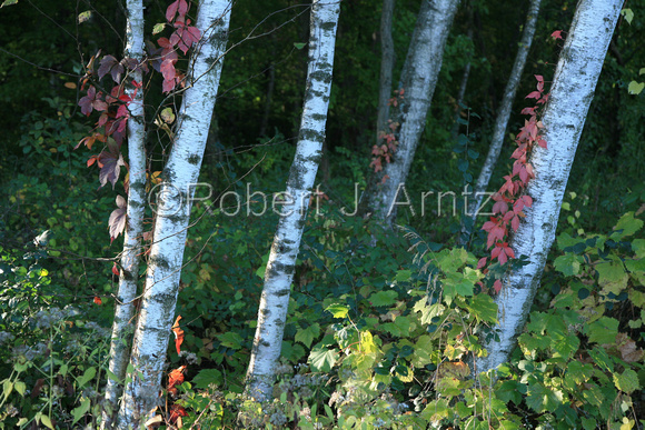 Autumn Birch Trunks