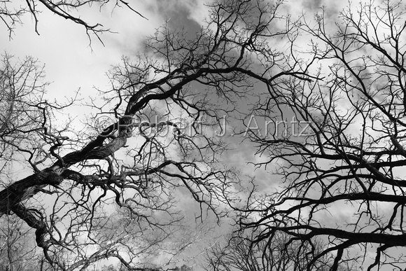Oak Branches and Sky