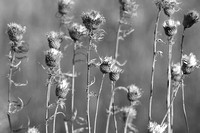 Dried Prairie Weeds